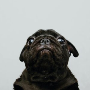 Adorable black pug staring upward against a light background. Perfect for pet lovers.